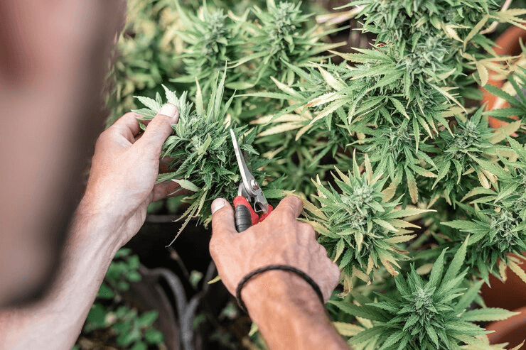 How to Trim Marijuana Plants During Flowering