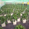 Dutch Bucket Tomato Hydroponics System