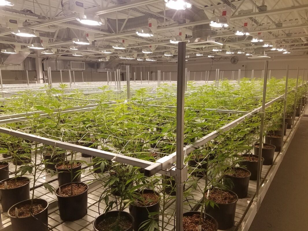 cannabis grow table
