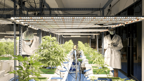 vertical grow rack.png