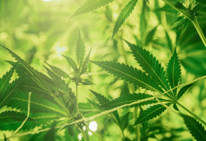 Pennsylvania Court Rules Medical Marijuana Expenses Reimbursable