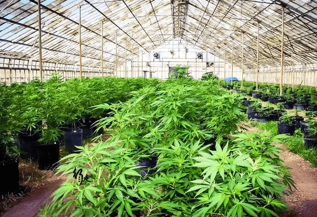 Where does cannabis grow