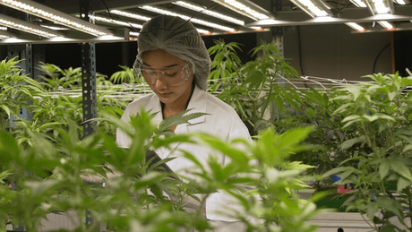 cannabis grow rack.png