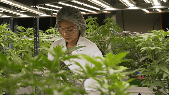 cannabis grow rack.png