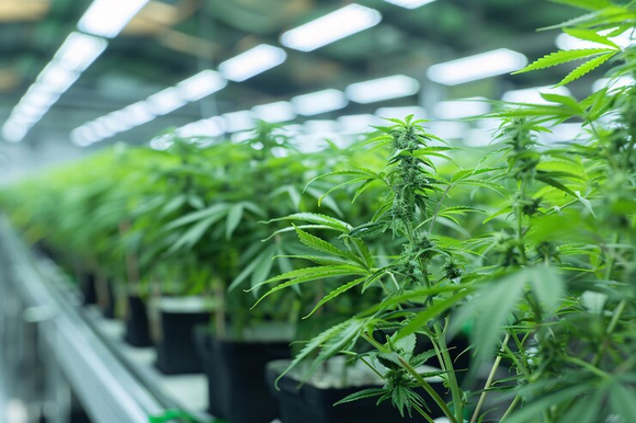 cannabis grow rack (3).jpg