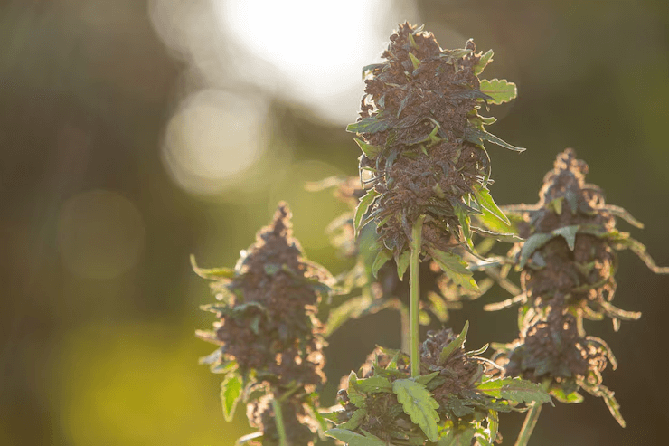 How to Store Cannabis Long-Term After Curing