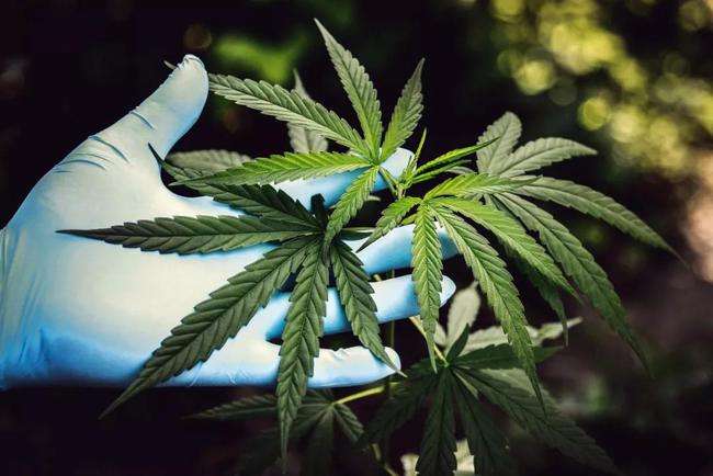 The Maryland house of Representatives passed legislation to put recreational marijuana in the November vote