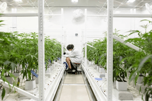 indoor cannabis grow.png