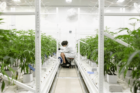 indoor cannabis grow.png