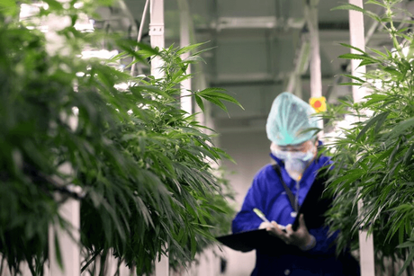 cannabis vertical farming.png