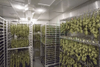 Mobile Vertical Cannabis Drying Racks