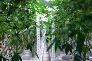drying racks for cannabis harvest.png