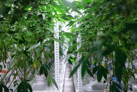 drying racks for cannabis harvest.png