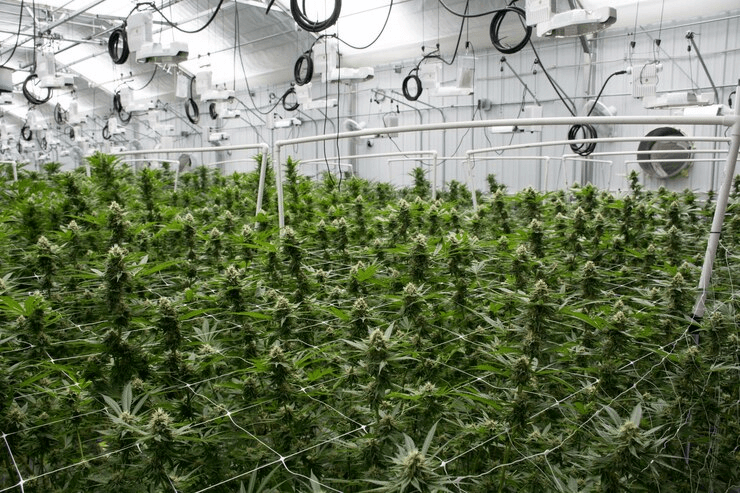 What Are the Benefits of Using Vertical Grow Racks?