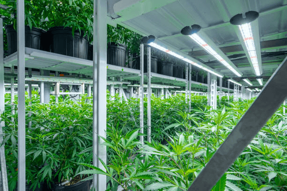 cannabis vertical grow rack.png