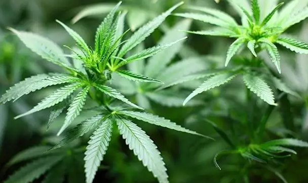 Mid-year sales of marijuana in U.S. states were mixed