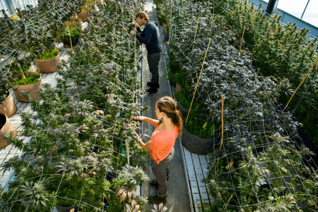 cannabis grow facility.png