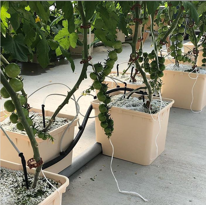 Hydroponic Dutch Bucket Systems For Tomatoes Thump