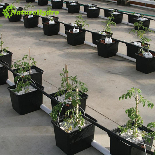 Dutch Bucket Tomato hydroponics System