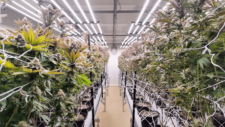 vertical grow rack.png