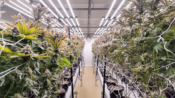 vertical grow rack.png