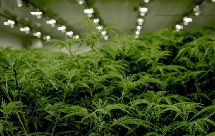 New York approves 30 more recreational marijuana licenses
