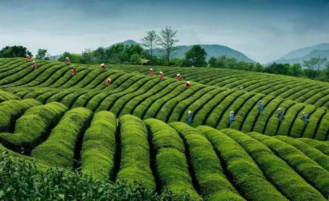 Bangladesh's tea production will increase this year
