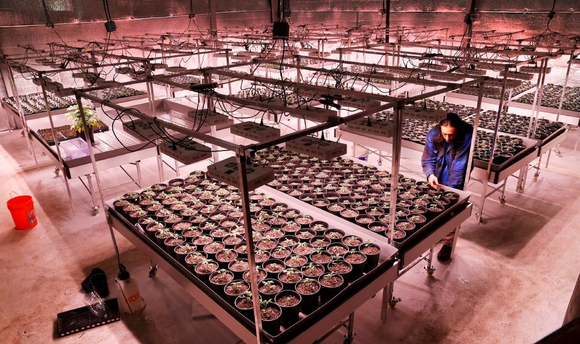 vertical grow table.jpg