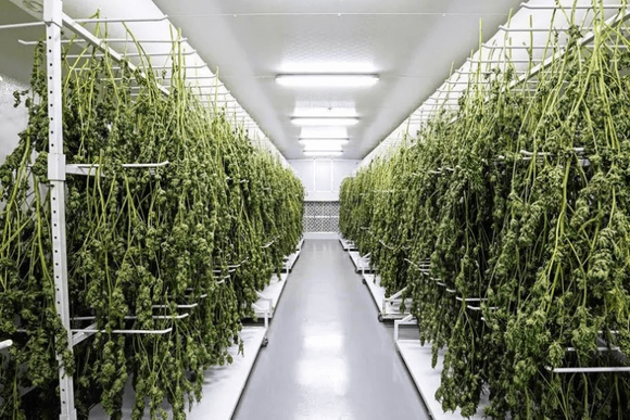 weed drying rack.png