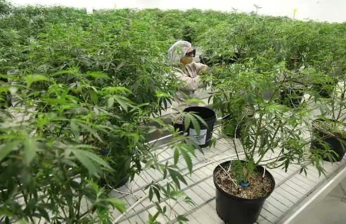 California governor proposes to abolish marijuana cultivation tax