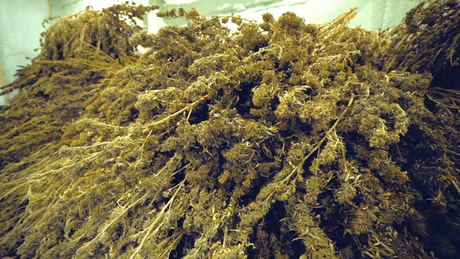 weed dryer.png
