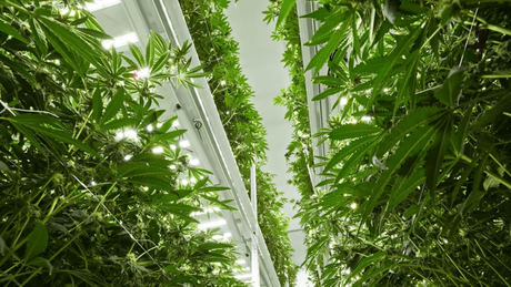 cannabis vertical farming.png