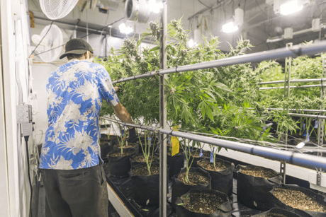 dry racks for weed.png