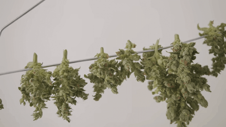 drying rack for weed.png