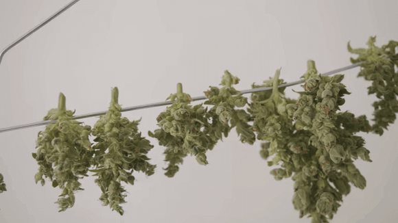 drying rack for weed.png
