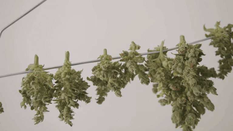 Can I Use a Regular Food Drying Rack for Weed?