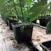 Hydroponic Dutch Bucket Systems Wholesale For Tomatoes