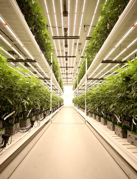 Vertical Grow System For Cannabis