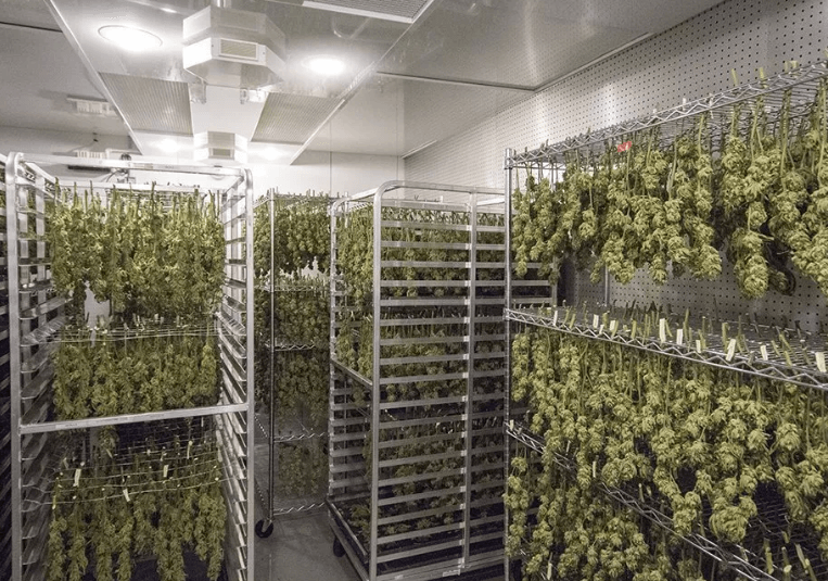 Dry Racks For Cannabis