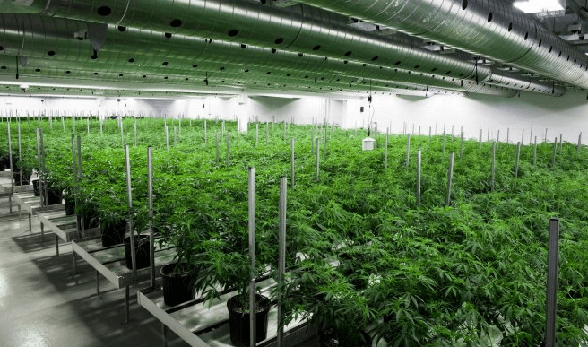 Cannabis Cultivation Technology