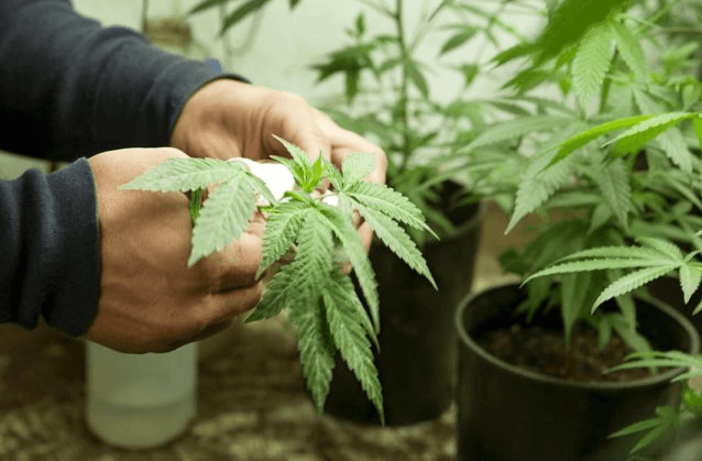 Cannabis cultivation in Thailand