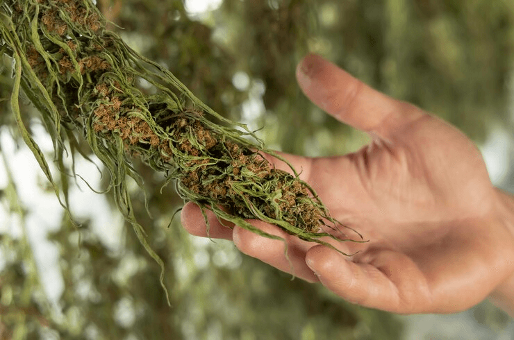 How to Cure Weed Quickly