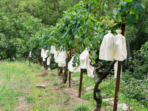 fruit protection paper bag.png