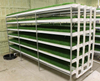 Growing Fodder in Greenhouse_hydroponic Fodder Growing Systems