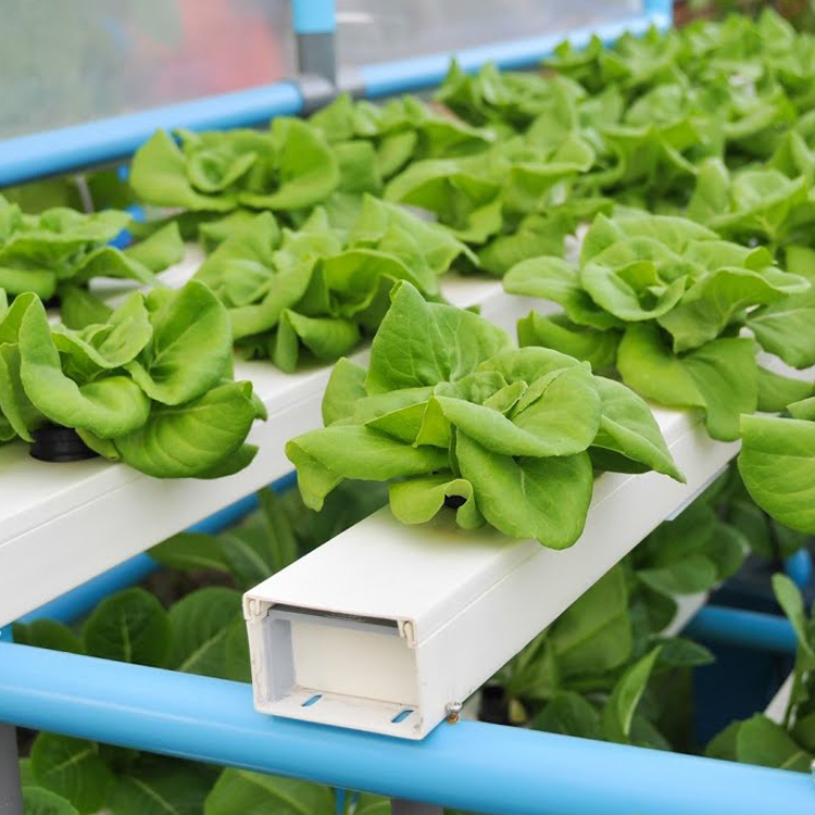 Hydroponics farm nft channels growing system