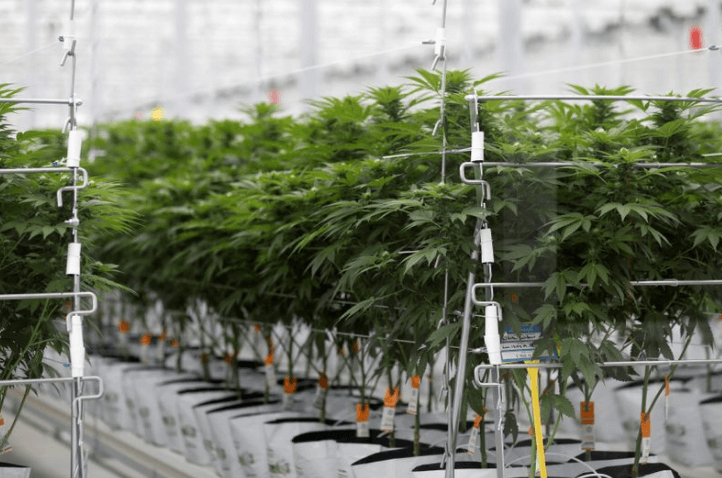 Cannabis producer Tilray quietly cuts $4 billion sales target for 2024