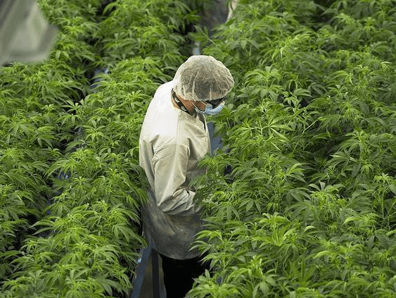 Ontario cannabis executives warn about so-called paid retail program