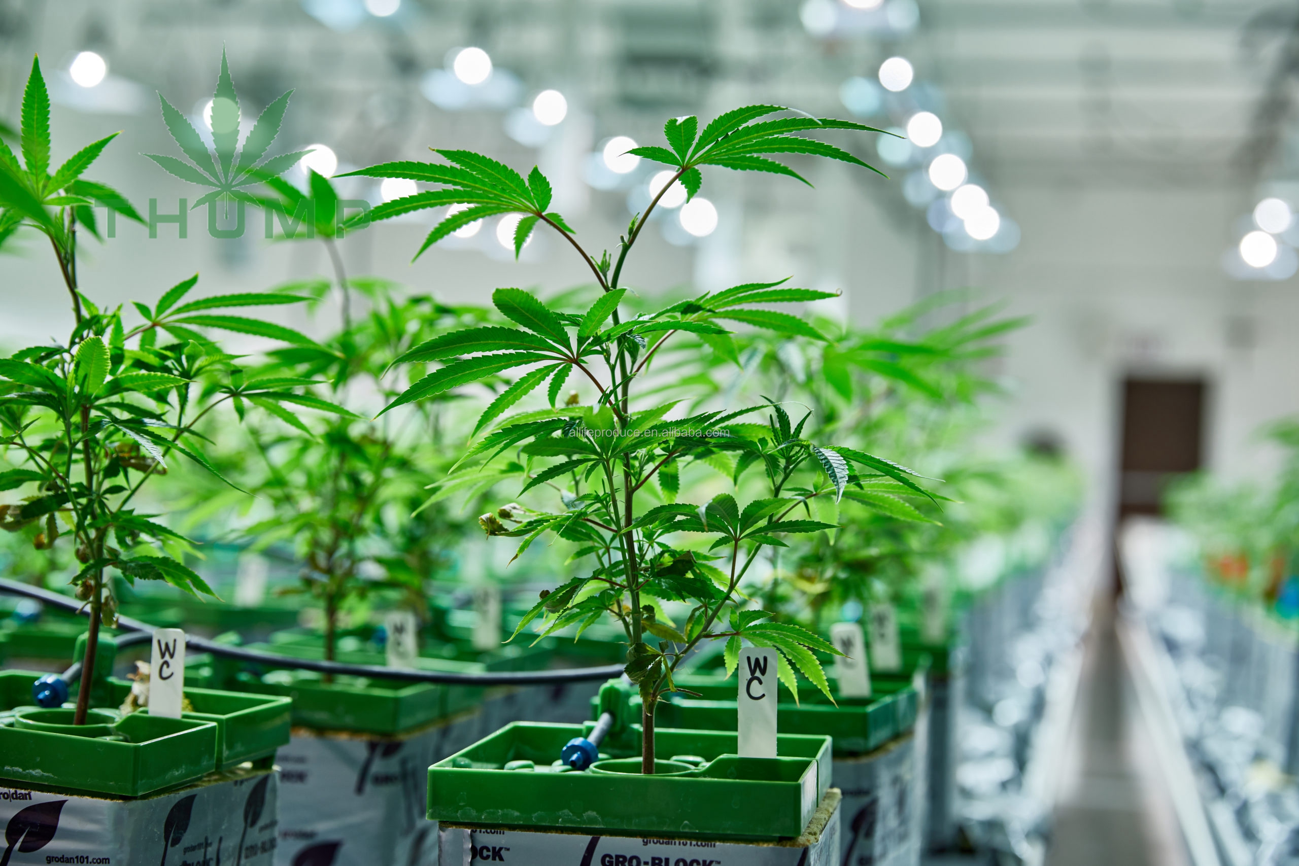 How to obtain permission to grow medical marijuana?