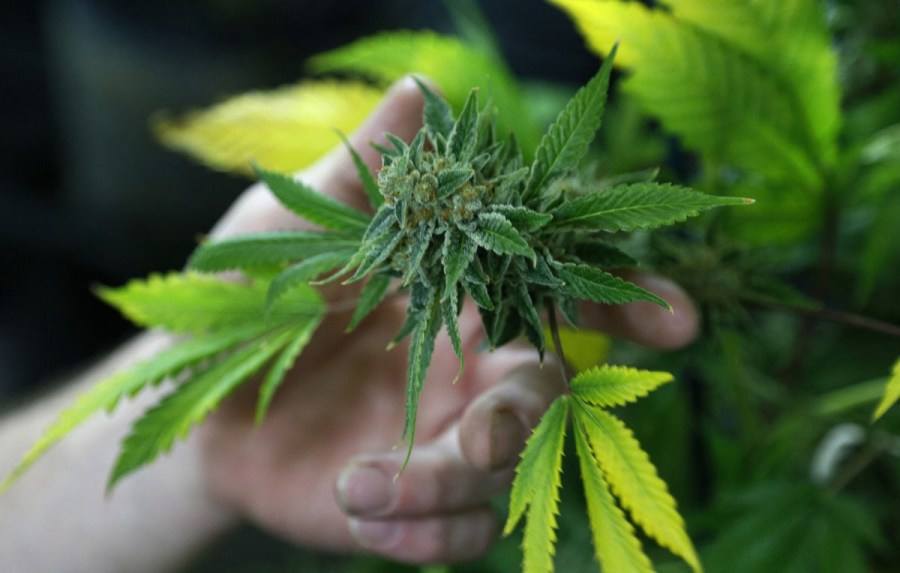 Colorado's marijuana sales are likely to break records in 2021