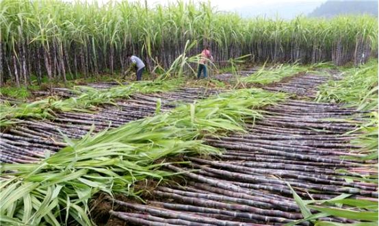 World bank releases report on sugarcane industry